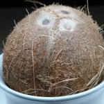 coconut_germ_holes-all-free-download.com